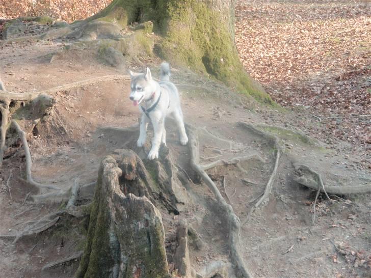 Siberian husky Neela - Se hvor flot jeg er på træstuppen:D billede 16