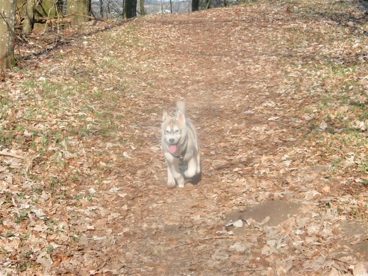 Siberian husky Neela - Uha far de store fugle på søen var sørme farlige:D billede 18