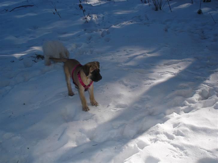 Bullmastiff Kahlua billede 3