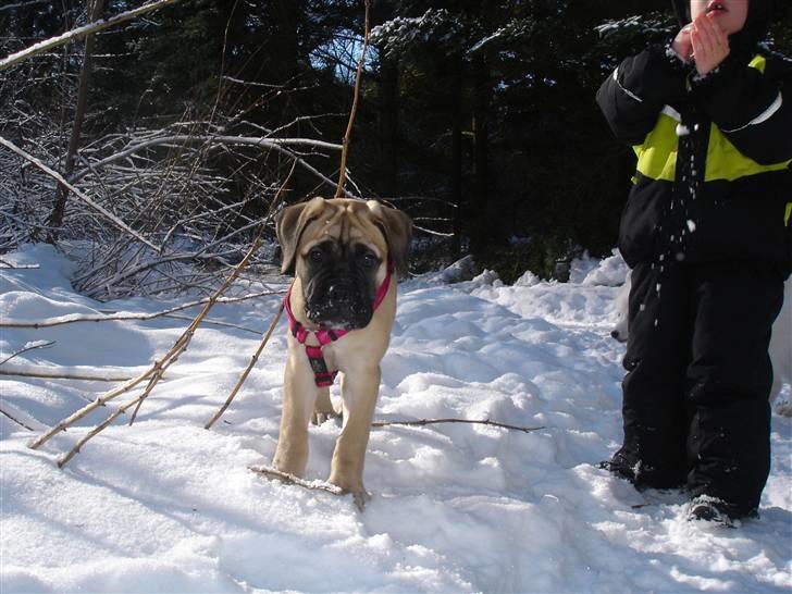 Bullmastiff Kahlua billede 4