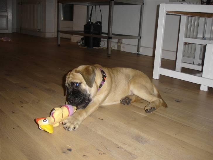 Bullmastiff Kahlua billede 5