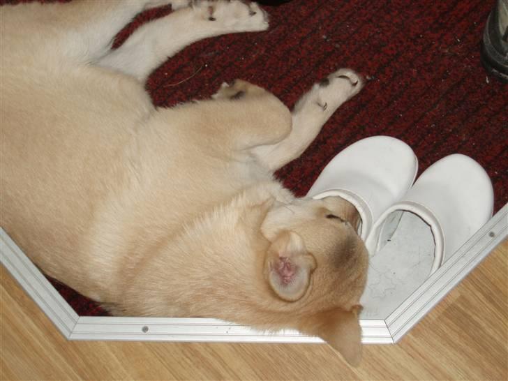 Norsk buhund Balto - Duften fra mors sko får en til at sove godt... billede 15