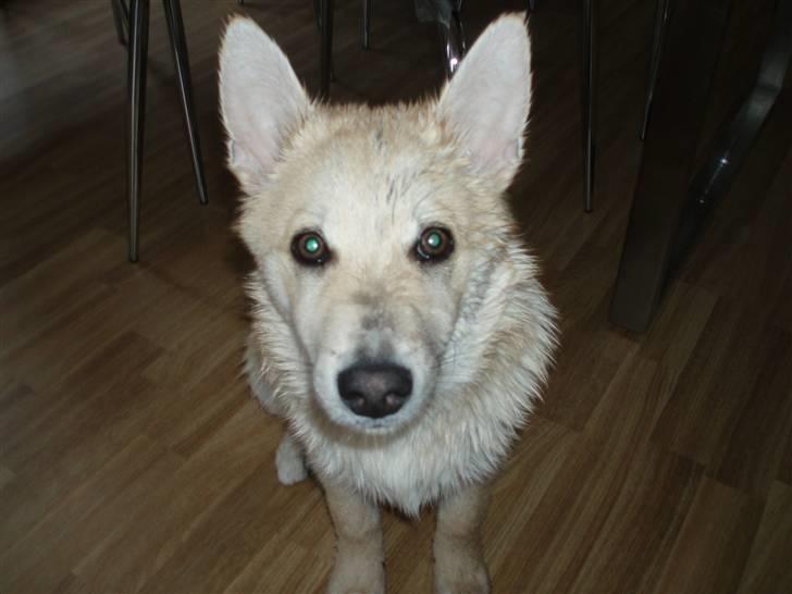 Norsk buhund Balto - Øv mor har vasket mig... Det er bare så ulækkert.... billede 16