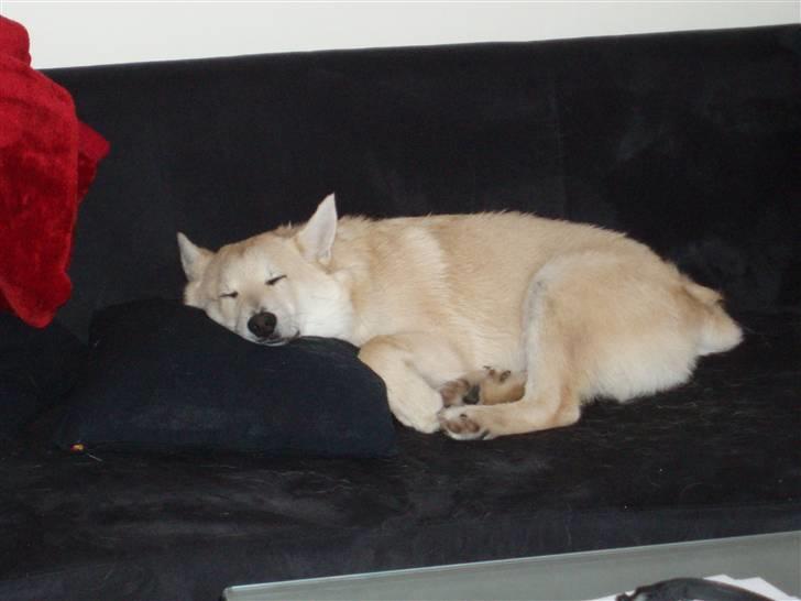 Norsk buhund Balto - Det er bare SÅ dejligt at ligge og sove i sofaen... billede 17