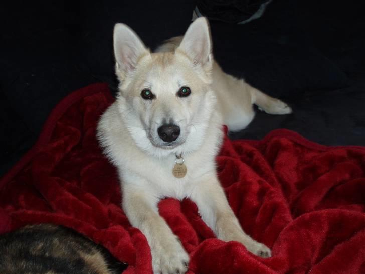 Norsk buhund Balto billede 18