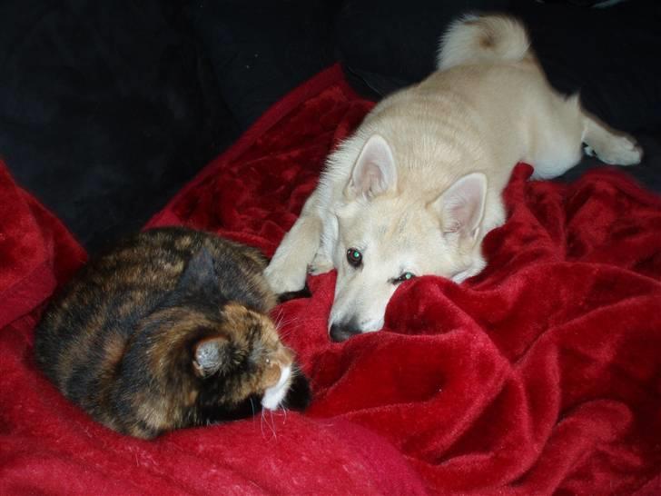 Norsk buhund Balto - Jeg vil så gerne lege med katten, men hun gider bare ikke... Øv øv billede 19