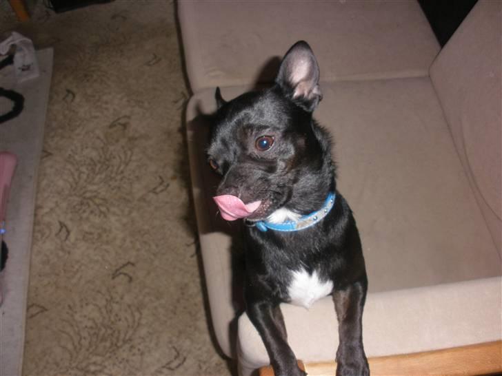 Blanding af racer Bella chihuahua/dværgpins - Bella der lige skulle vise sig frem billede 2