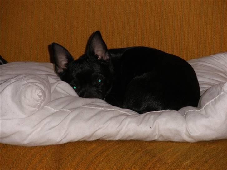 Blanding af racer Bella chihuahua/dværgpins - Bella ligger og putter billede 3