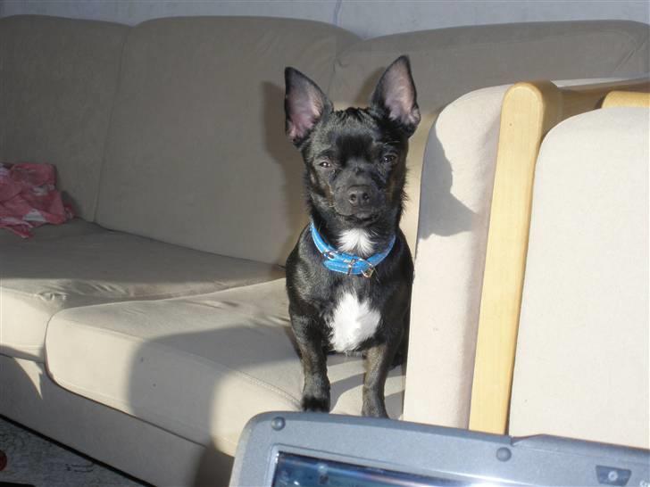 Blanding af racer Bella chihuahua/dværgpins - Bella ville lege billede 4