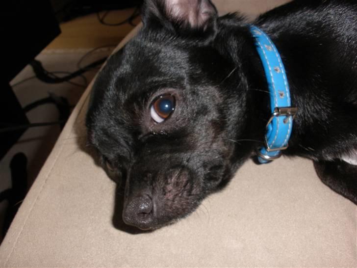 Blanding af racer Bella chihuahua/dværgpins - Bella der kigger billede 5