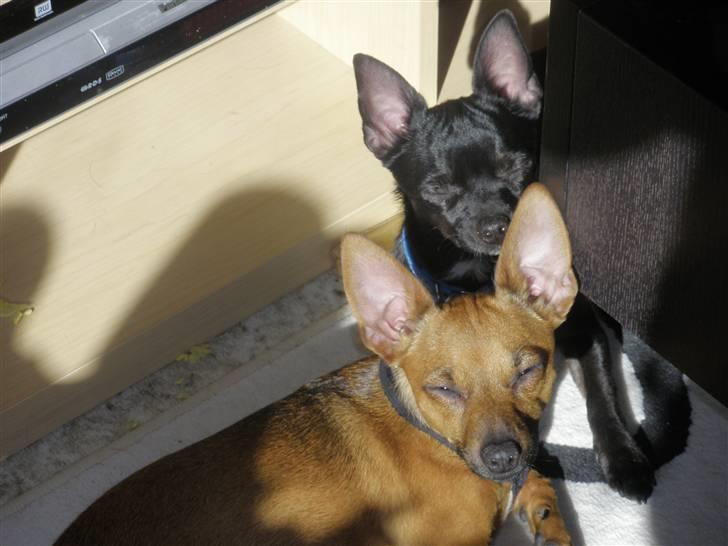 Blanding af racer Bella chihuahua/dværgpins - Bella sammen med Titi billede 6