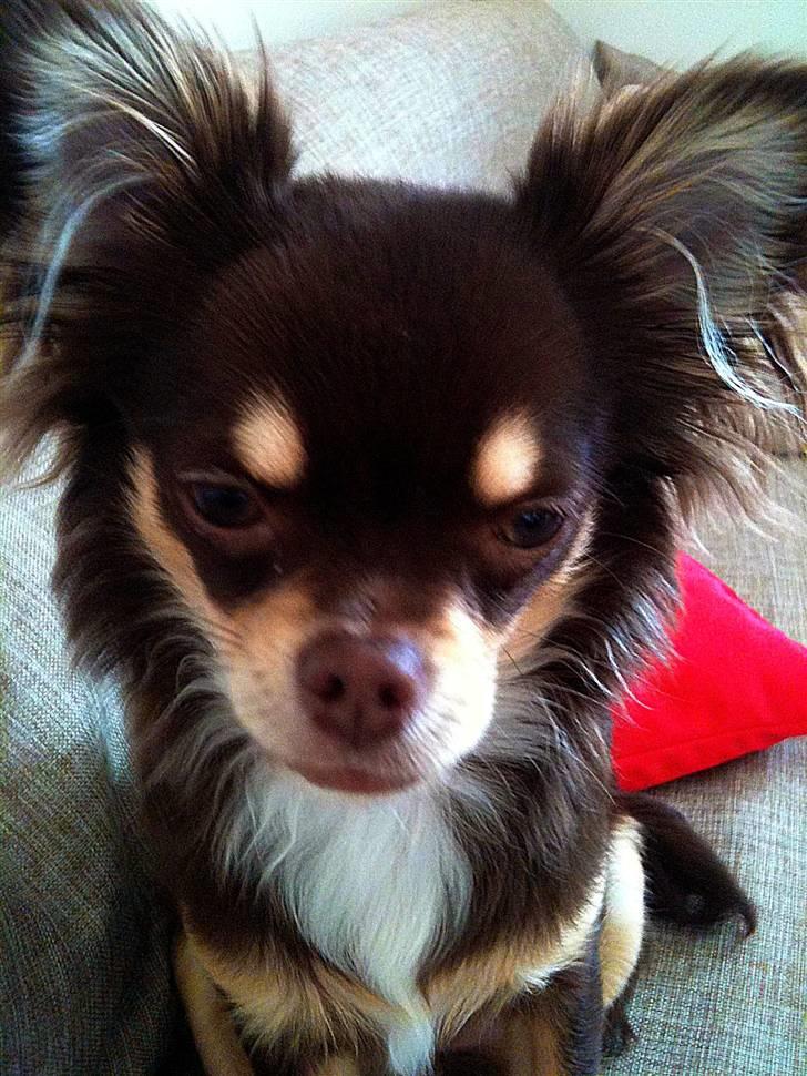 Chihuahua Mille billede 8