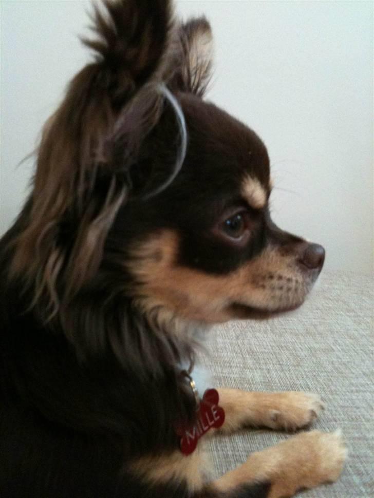 Chihuahua Mille billede 9