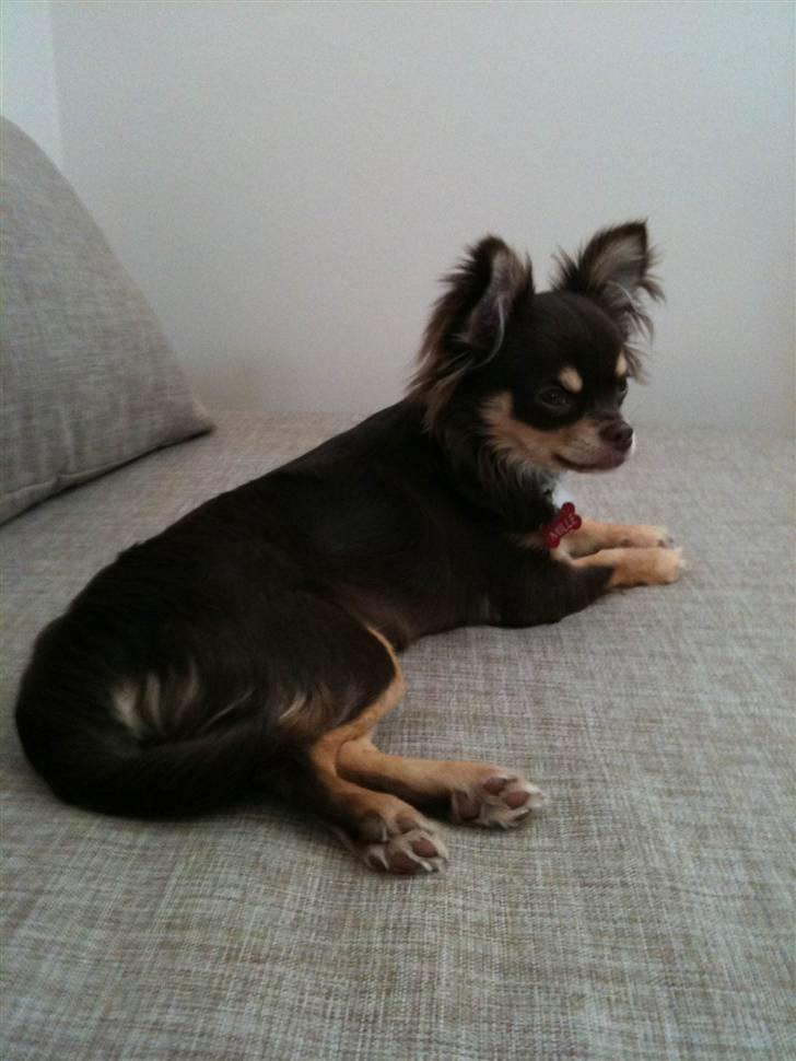 Chihuahua Mille billede 10