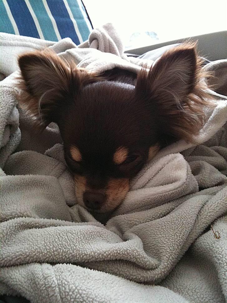 Chihuahua Mille billede 11