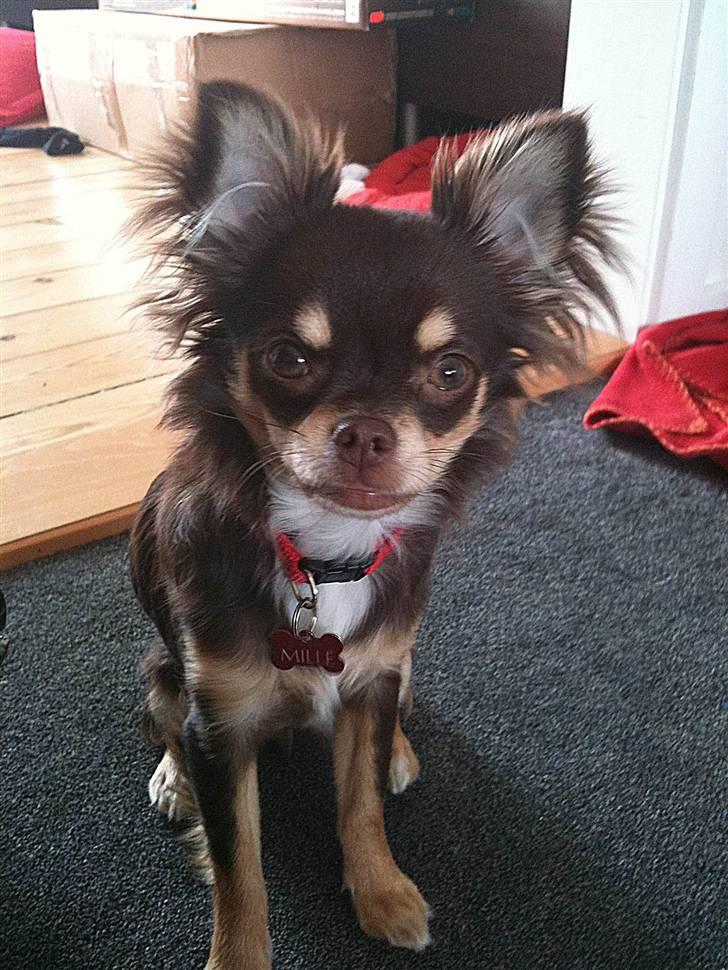 Chihuahua Mille billede 12