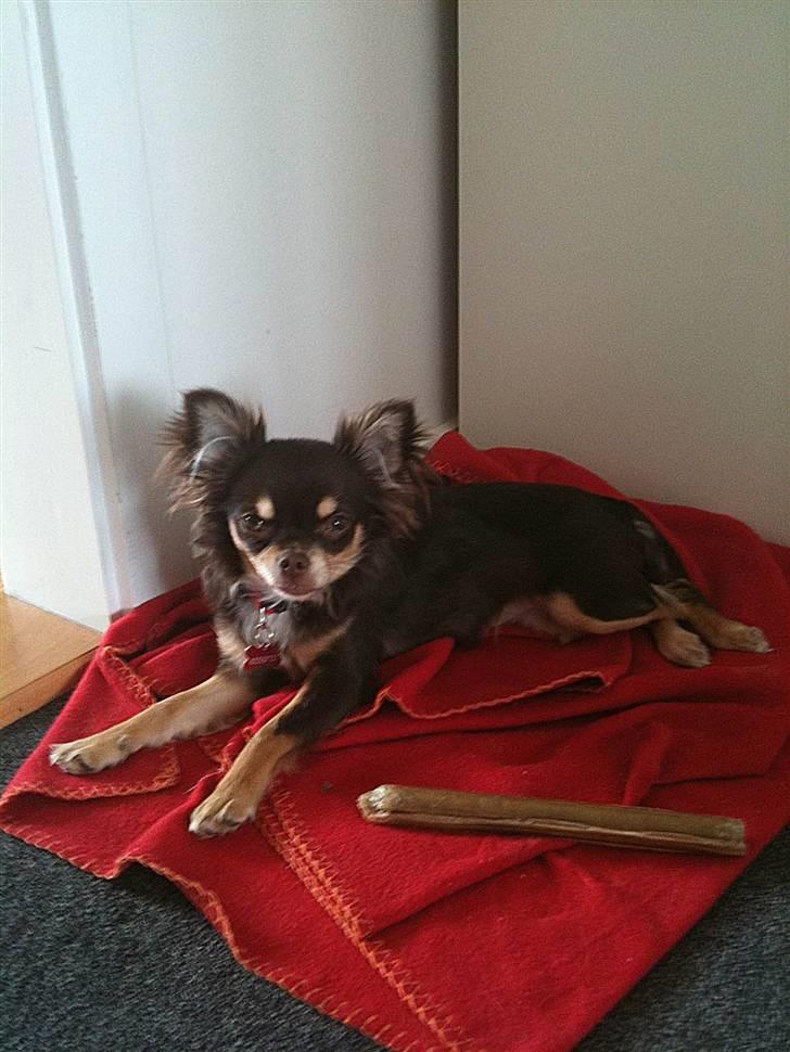 Chihuahua Mille billede 13