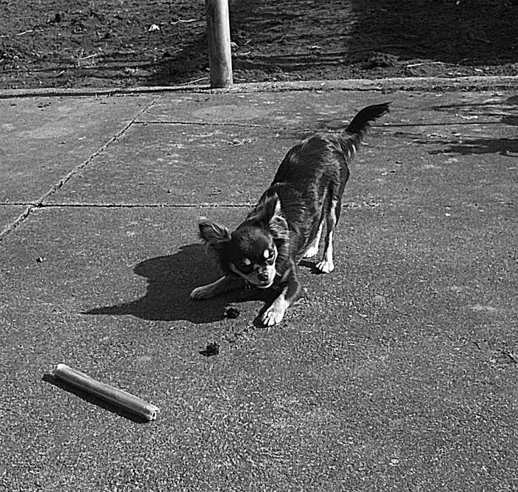 Chihuahua Mille billede 14