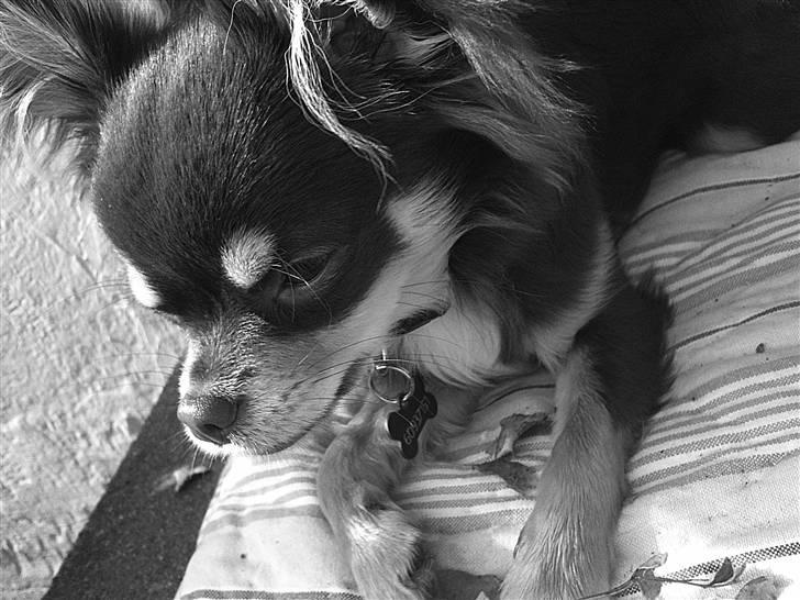 Chihuahua Mille billede 15