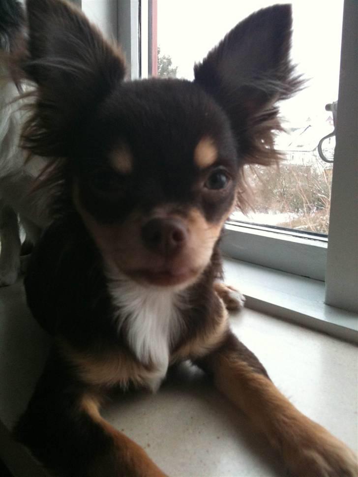 Chihuahua Mille billede 16