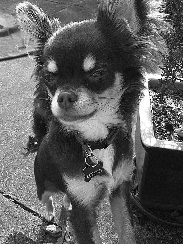 Chihuahua Mille billede 17