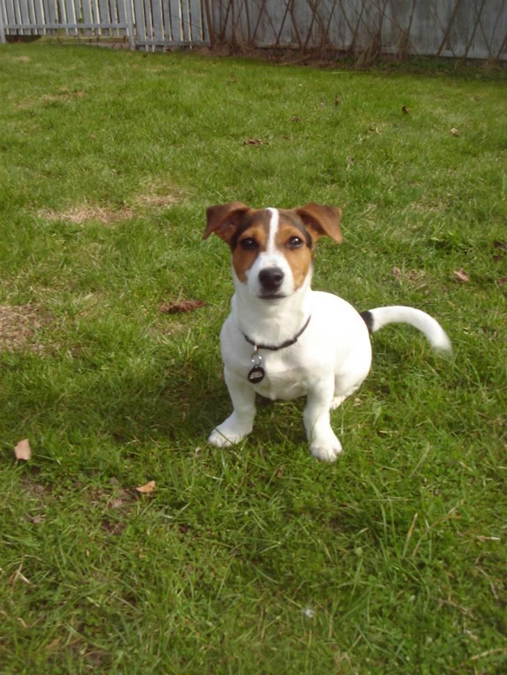 Jack russell terrier Ronaldo billede 12