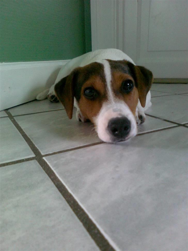 Jack russell terrier Ronaldo billede 13