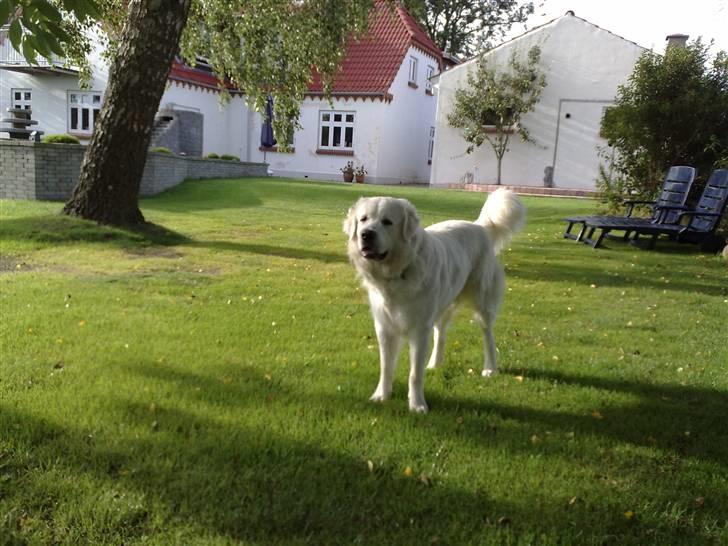 Polski owczarek podhalanski CODY - 18.08.2009. billede 2