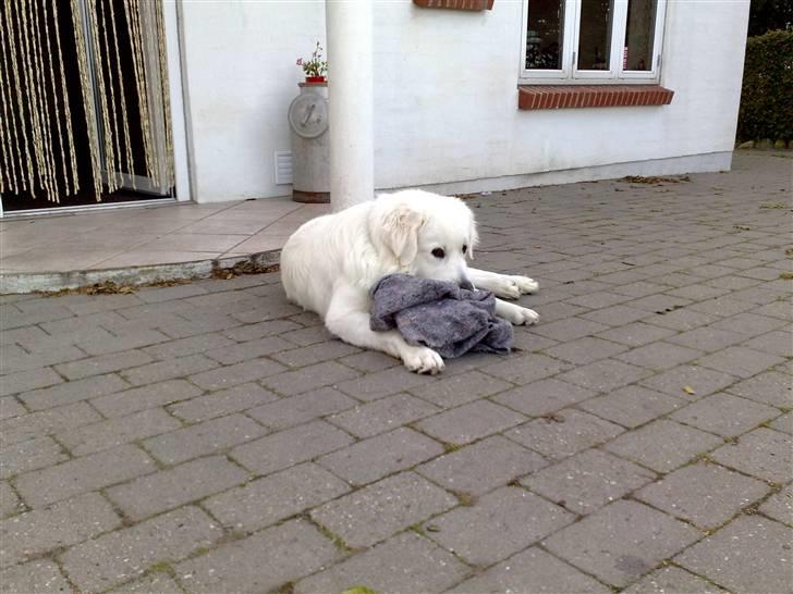 Polski owczarek podhalanski CODY - 18.08.2009. billede 5