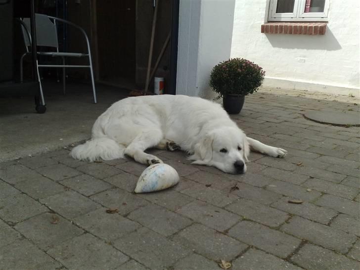 Polski owczarek podhalanski CODY - 18.08.2009. billede 4