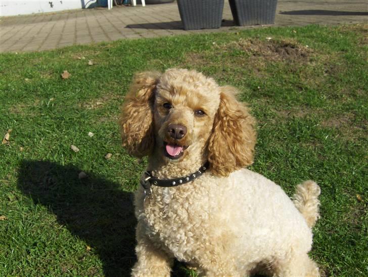 Mellempuddel Samson - Nå den ser sød ud billede 1