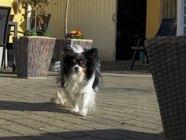 Mellempuddel Samson - Dette er samsons hunde ven den hedder sussi :P billede 2