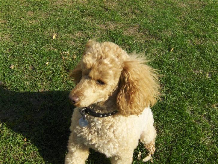 Mellempuddel Samson billede 3