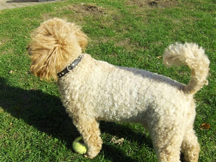 Mellempuddel Samson billede 4