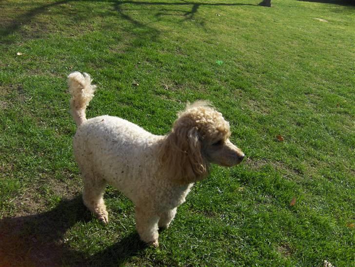 Mellempuddel Samson billede 5