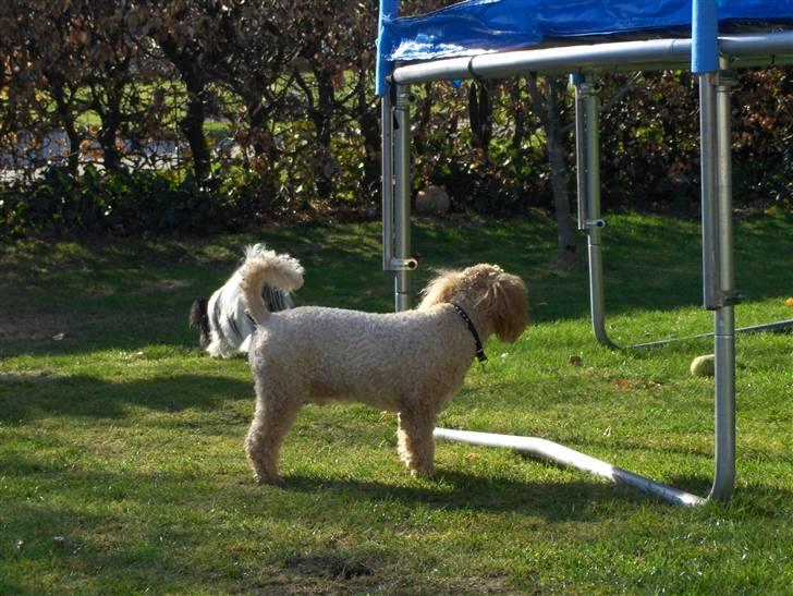 Mellempuddel Samson - her er sussi i baggrunden billede 6