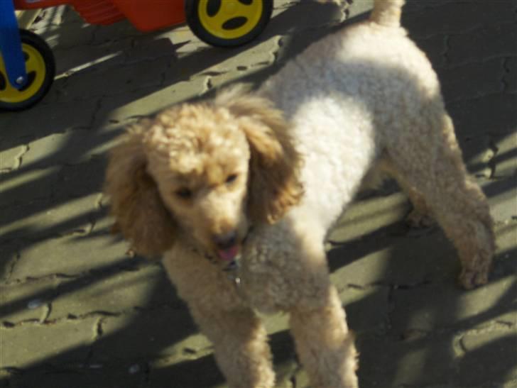 Mellempuddel Samson - Man skal da nyde det gode vjer billede 7