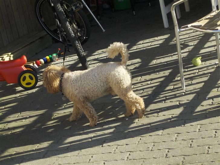 Mellempuddel Samson billede 8