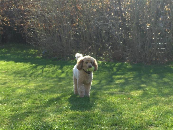 Mellempuddel Samson billede 9