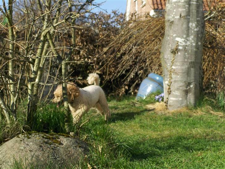 Mellempuddel Samson billede 10