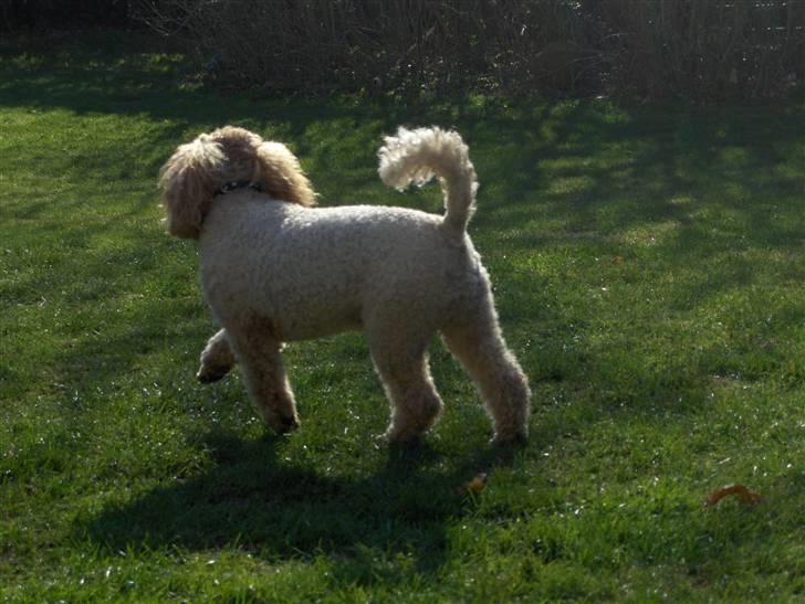 Mellempuddel Samson billede 11