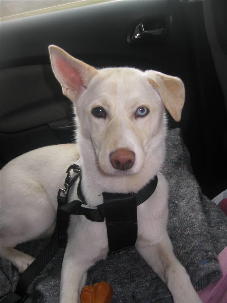 Blanding af racer Silke billede 10