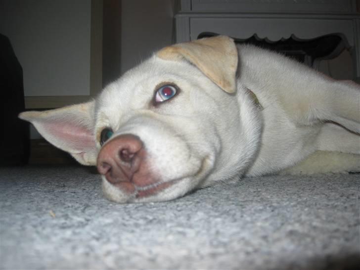 Blanding af racer Silke billede 11