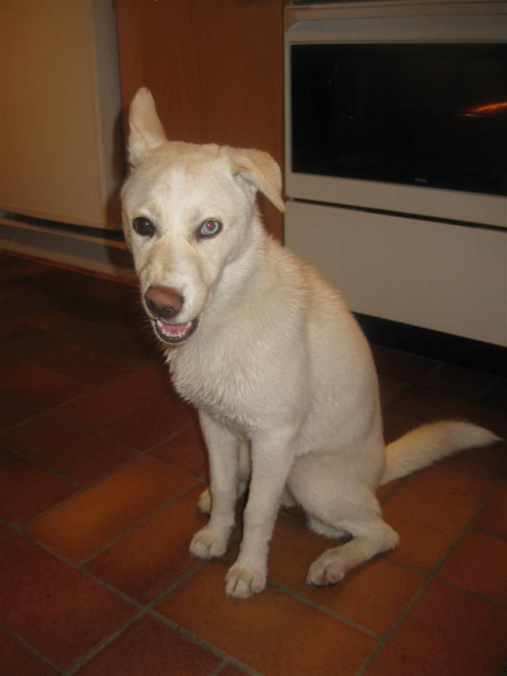 Blanding af racer Silke billede 12