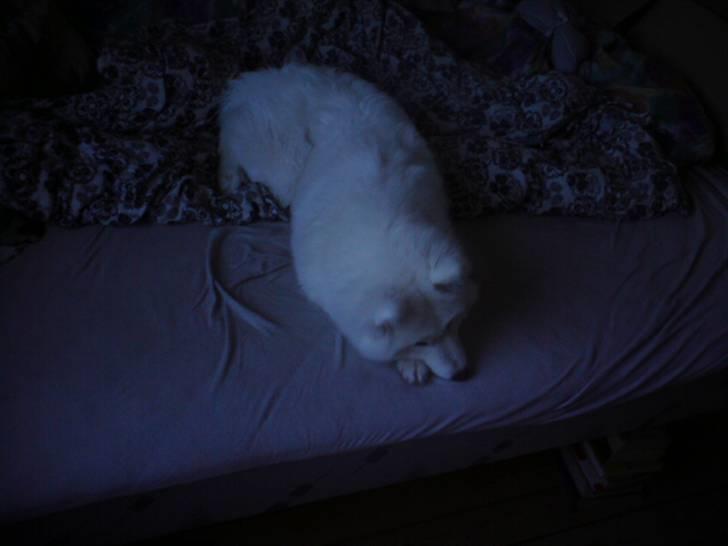 Samojedhund Nala billede 11