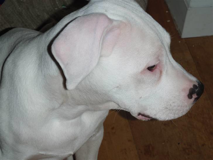 Amerikansk bulldog chano billede 14