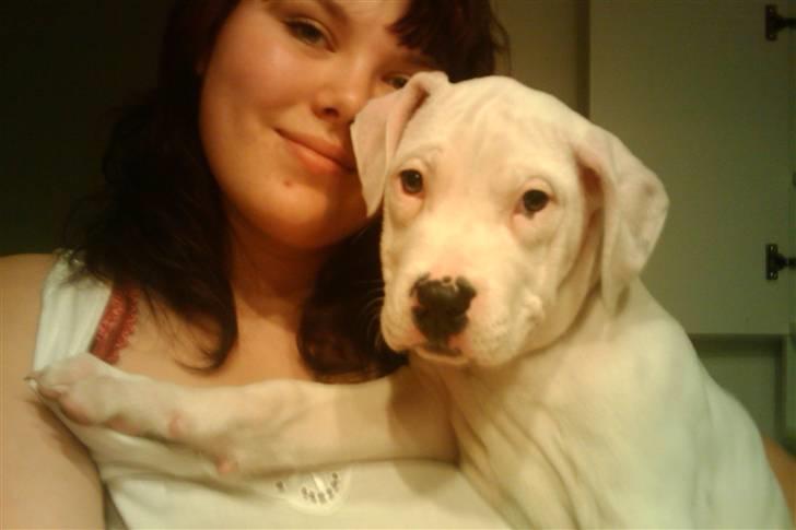 Amerikansk bulldog chano billede 15