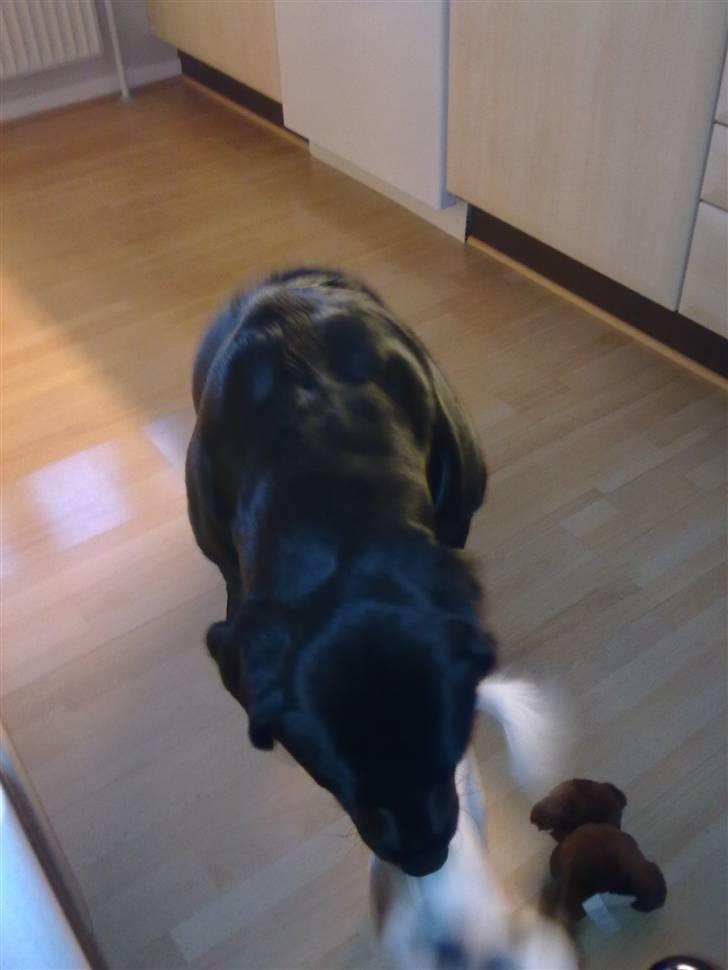 Labrador retriever Balder billede 7