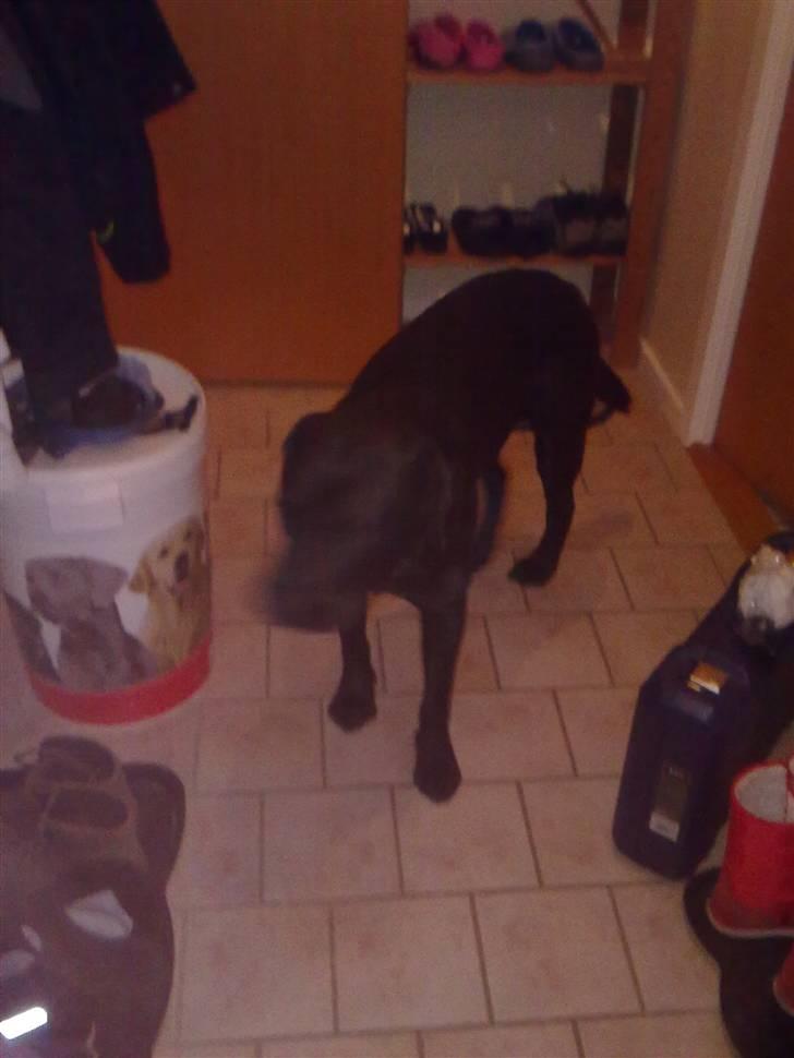 Labrador retriever Balder billede 8