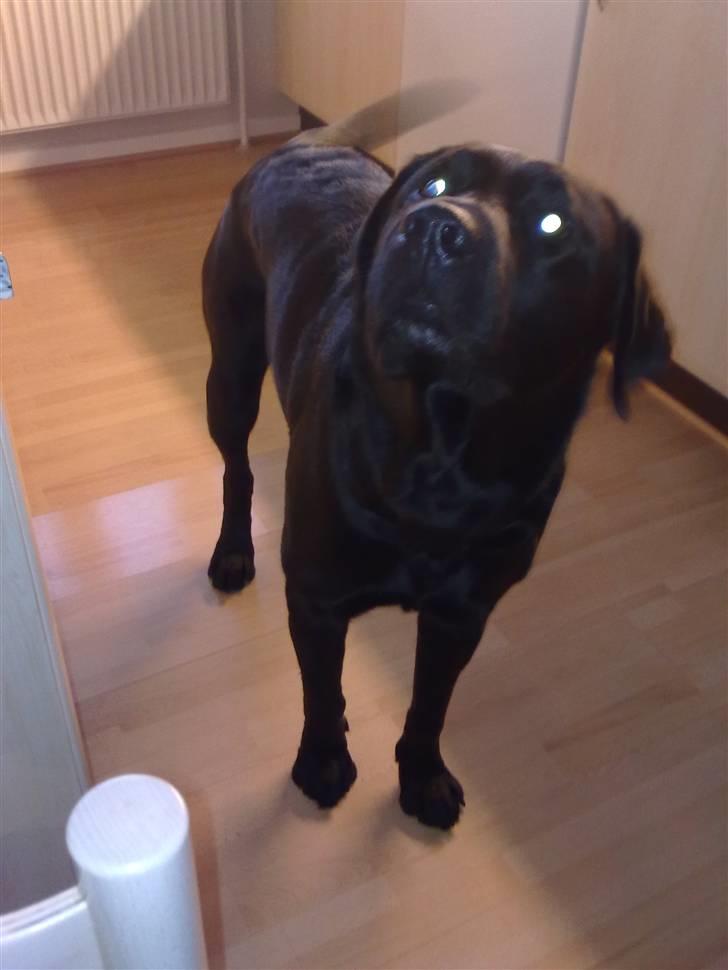 Labrador retriever Balder billede 9